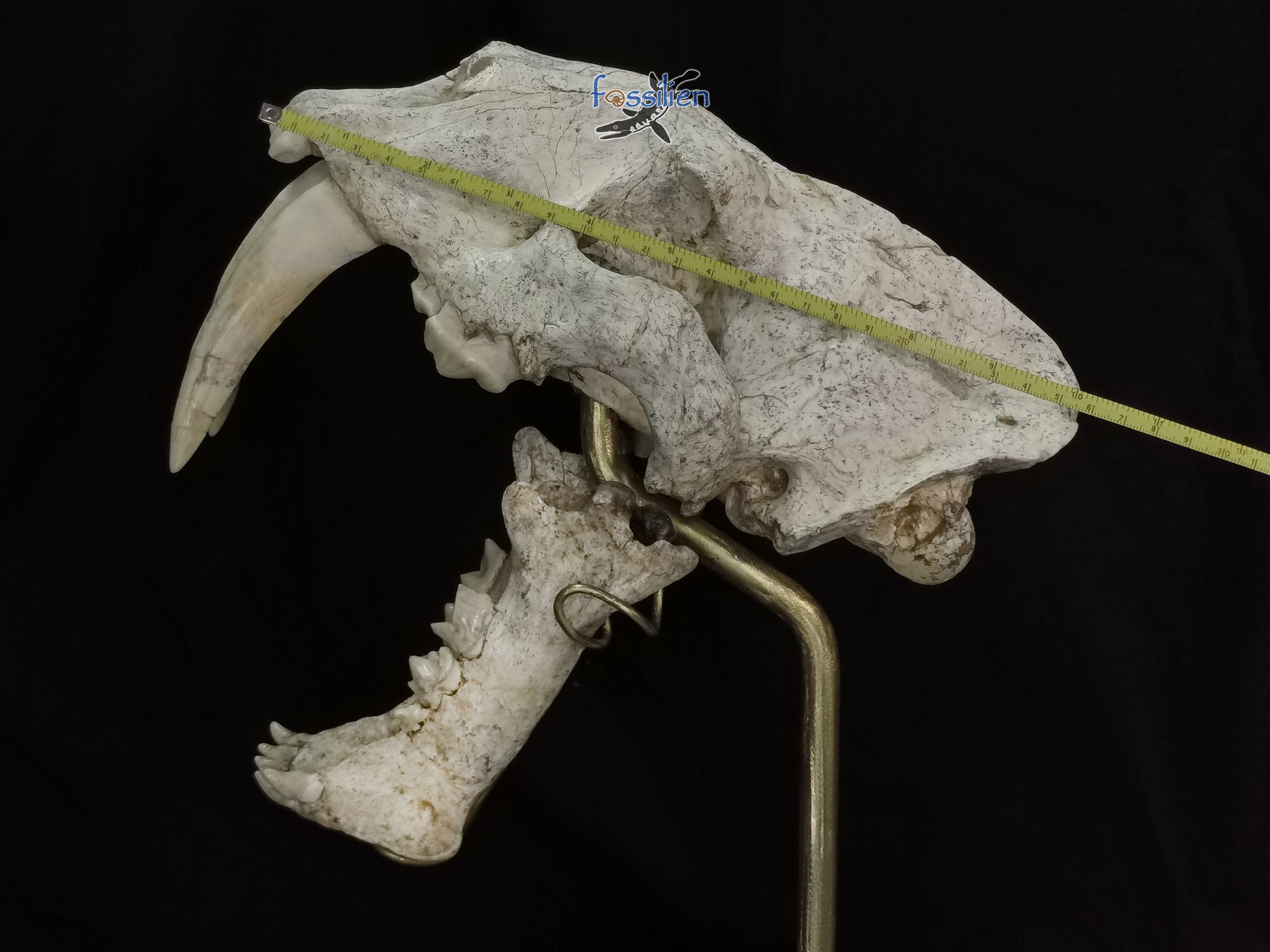 Very Rare Nimravidae Skull (Saber toothed cat) – Fossilien Company