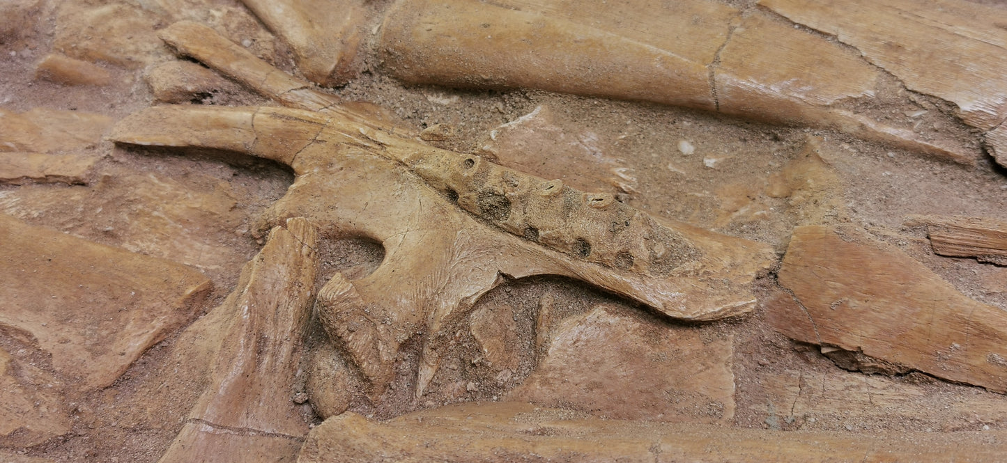 Halisaurus skull