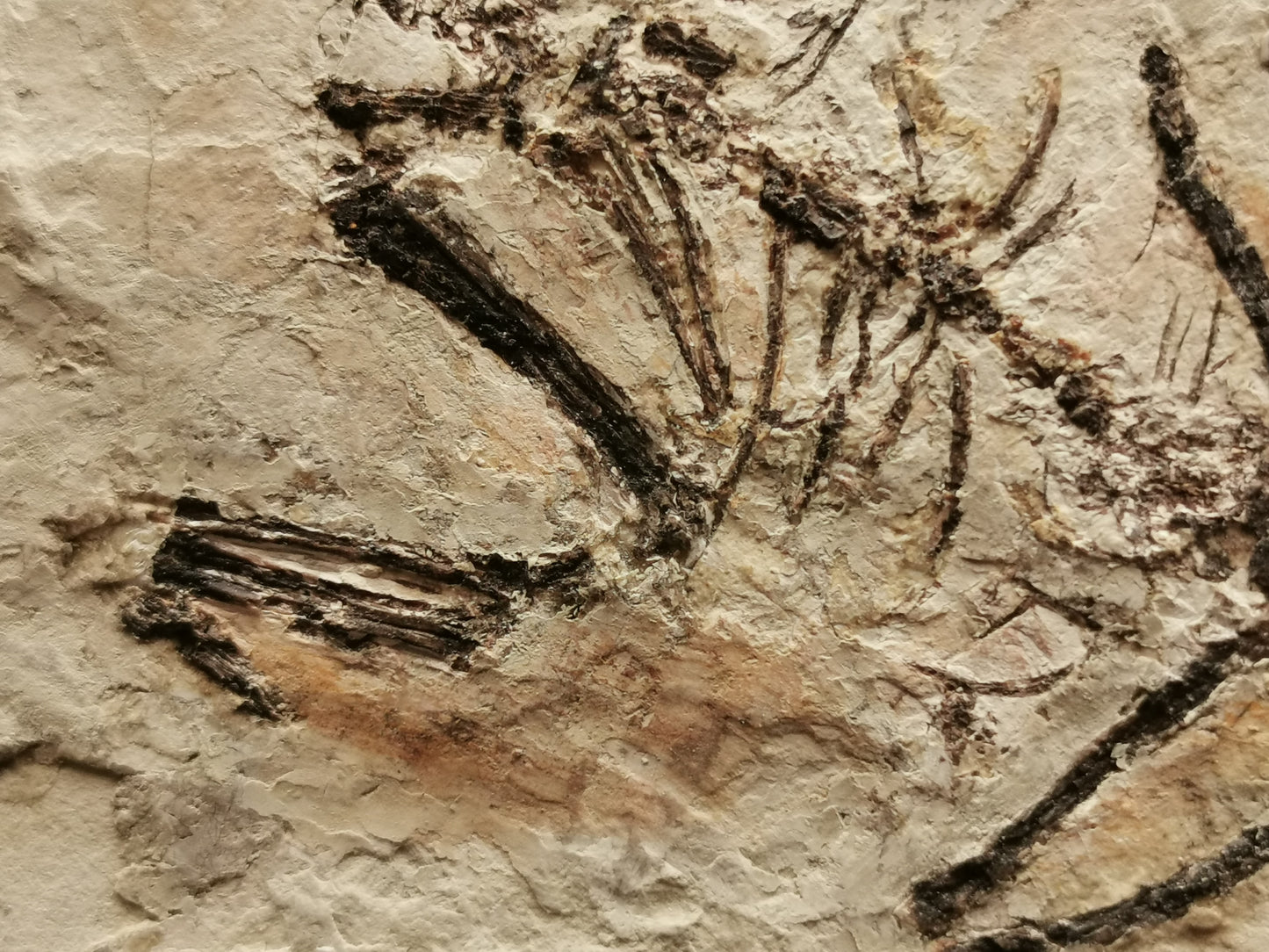 Complete Bird skeleton fossil with tail feathers - Fossil skeleton