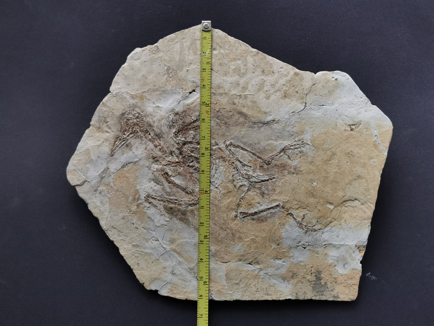 Complete Bird skeleton Fossil from lower Cretaceous with feather inprint