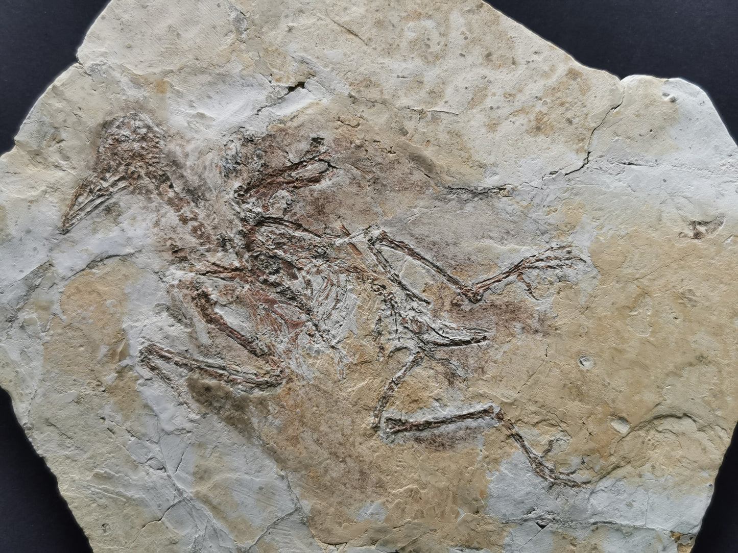 Complete Bird skeleton Fossil from lower Cretaceous with feather inprint