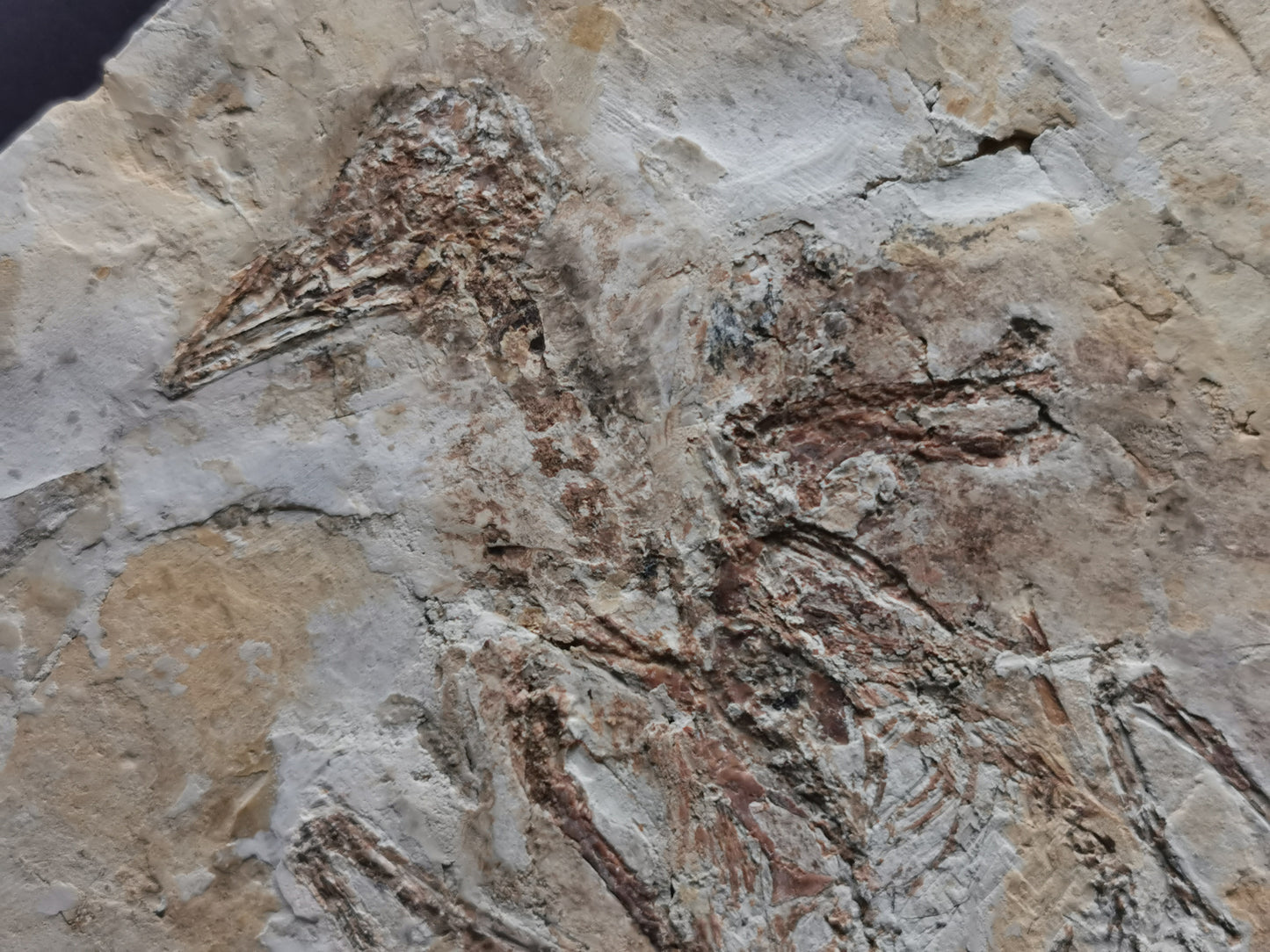 Complete Bird skeleton Fossil from lower Cretaceous with feather inprint