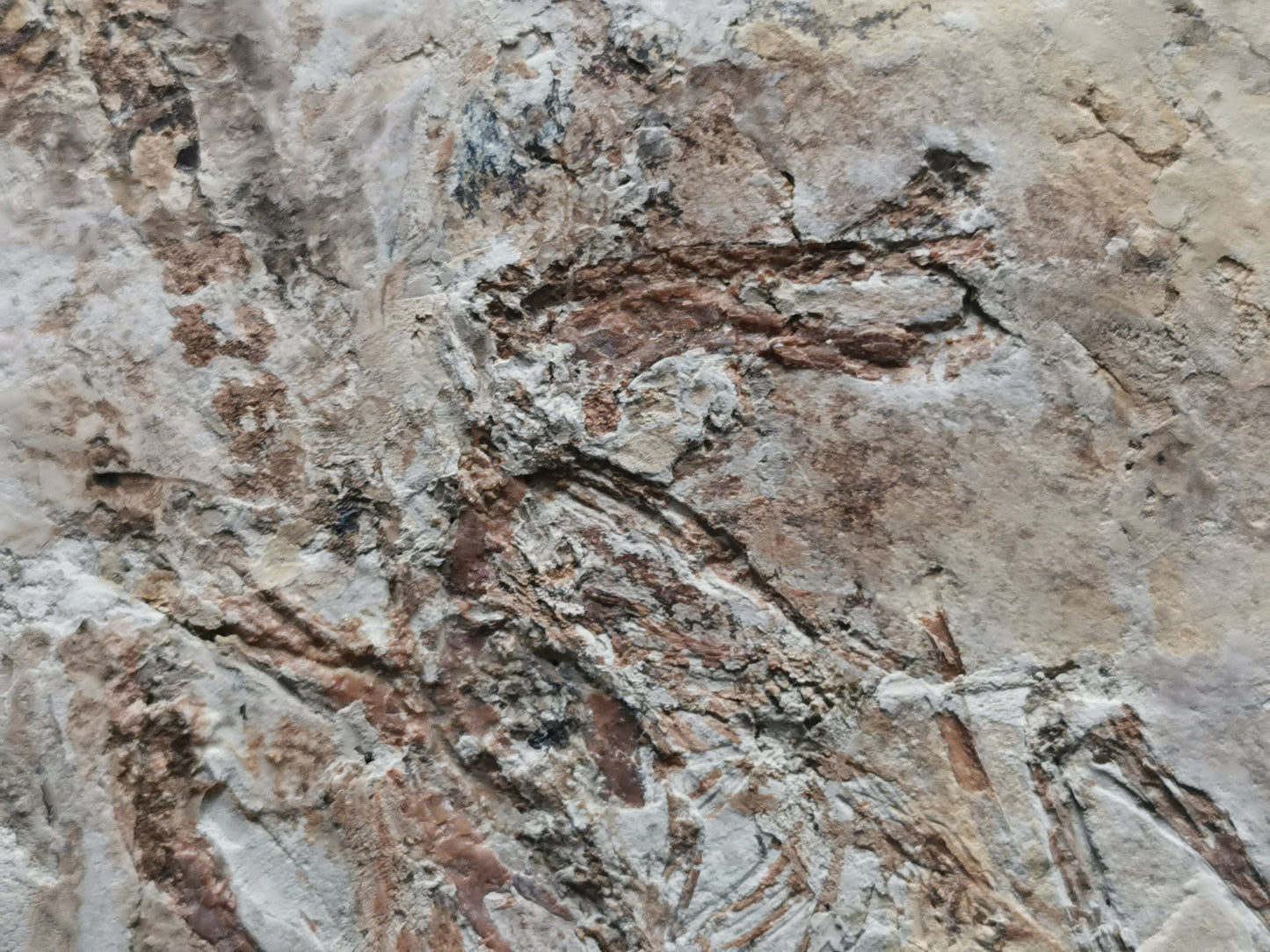 Complete Bird skeleton Fossil from lower Cretaceous with feather inprint