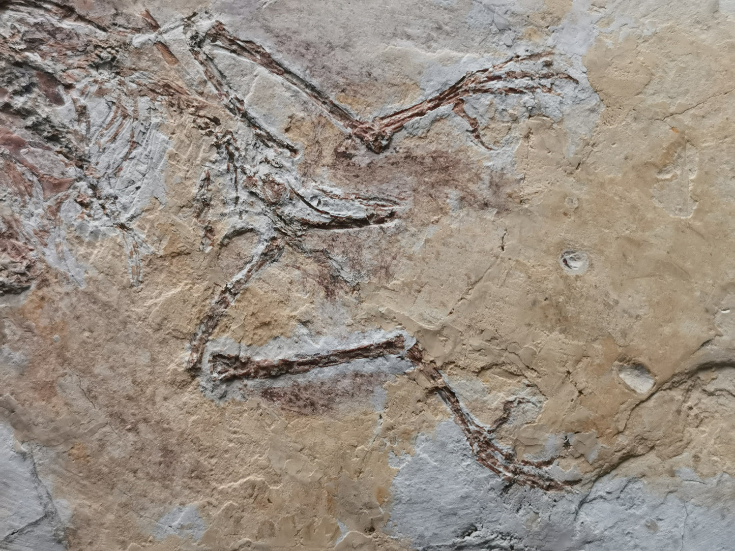 Complete Bird skeleton Fossil from lower Cretaceous with feather inprint