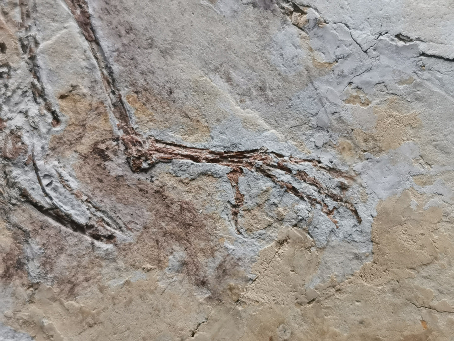 Complete Bird skeleton Fossil from lower Cretaceous with feather inprint