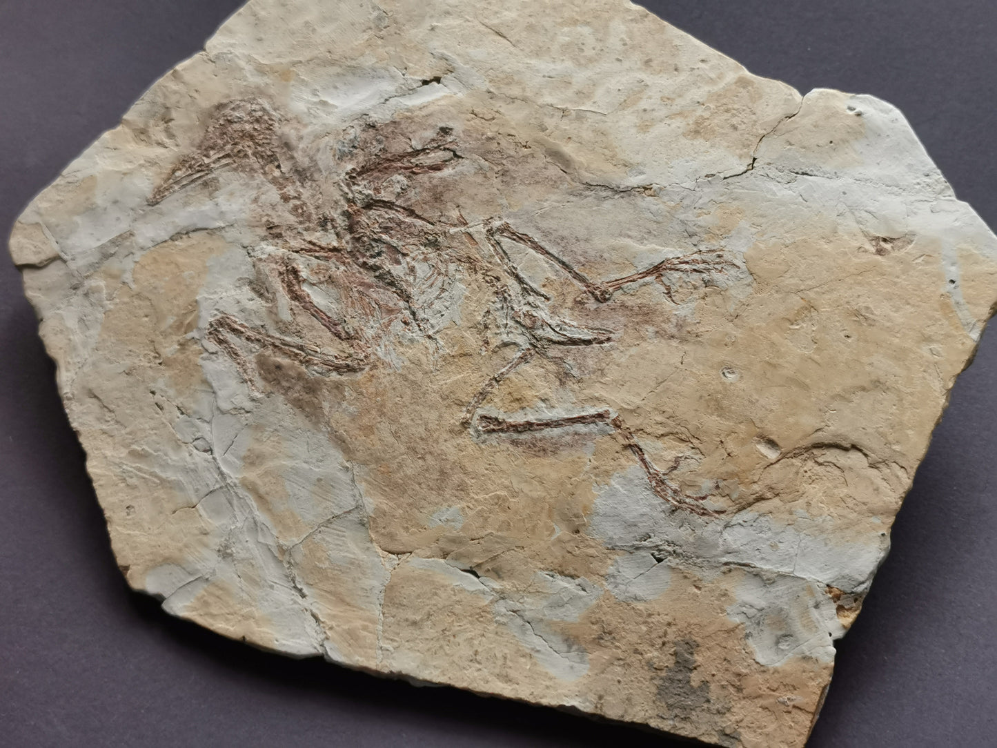 Complete Bird skeleton Fossil from lower Cretaceous with feather inprint