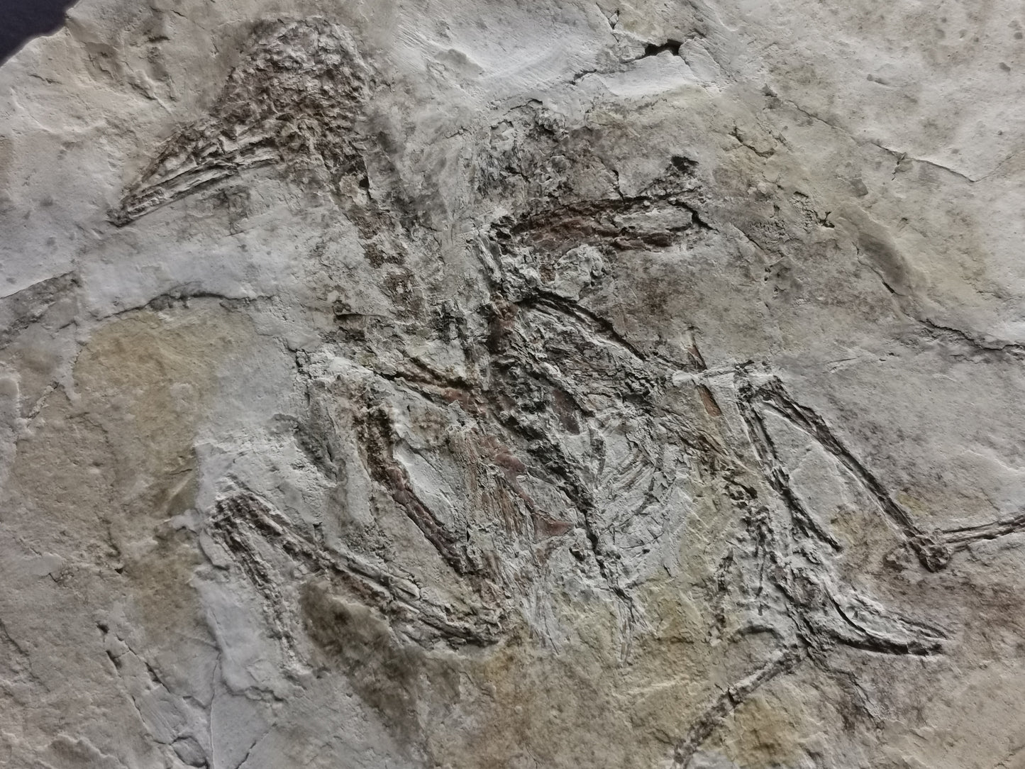 Complete Bird skeleton Fossil from lower Cretaceous with feather inprint