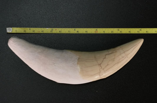 15cm Saber Tooth