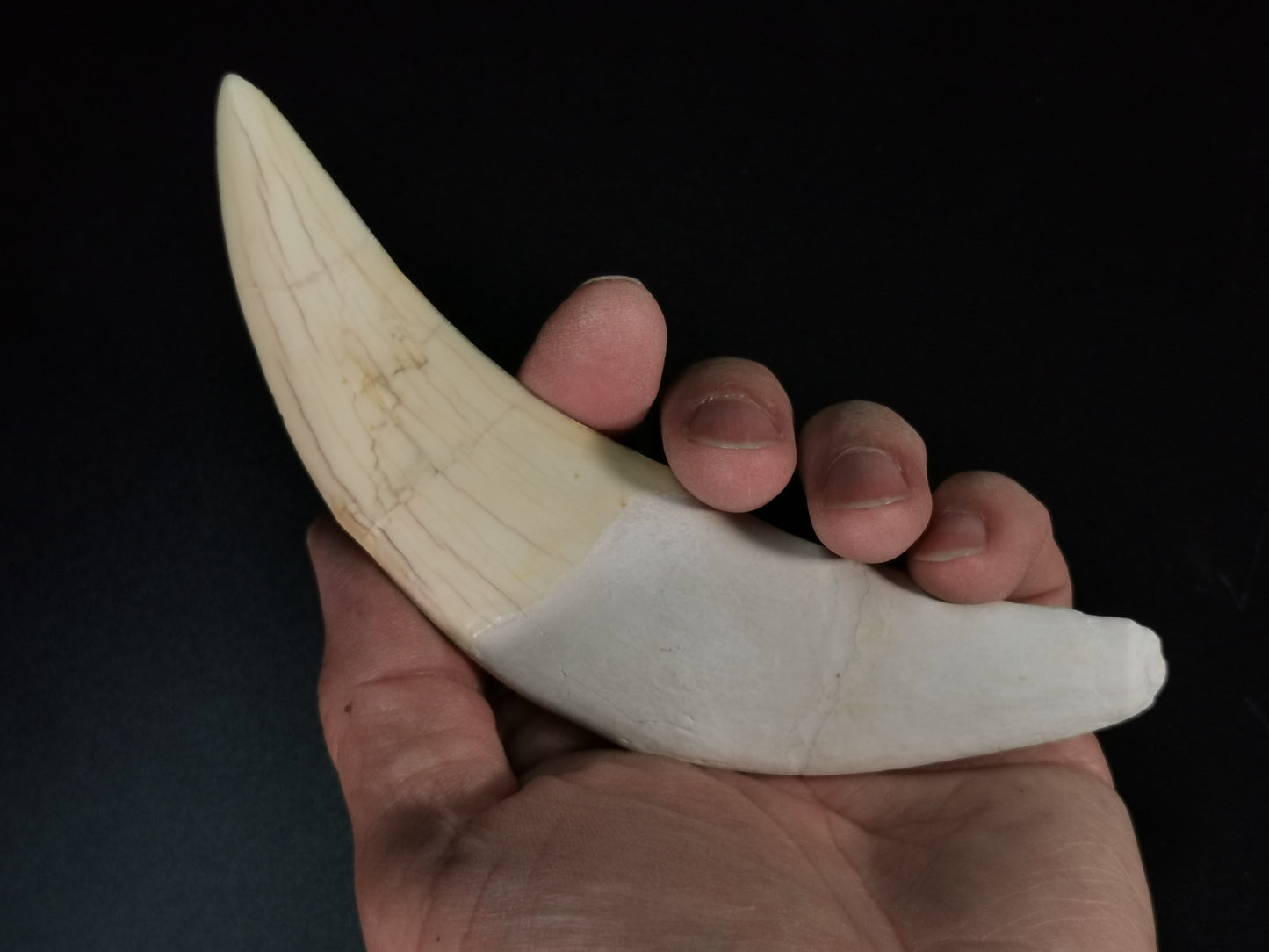 15cm Saber Tooth