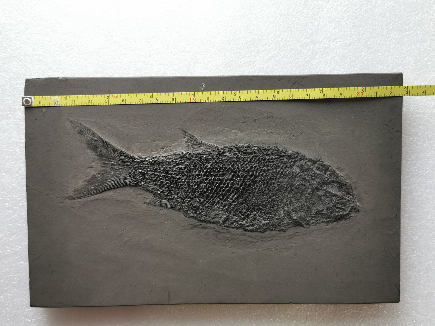 Prepped fish fossil