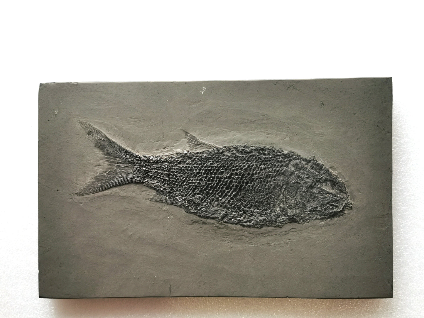 Prepped fish fossil