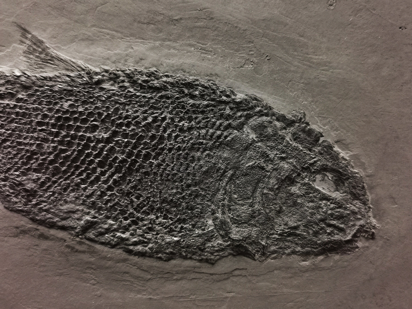 Prepped fish fossil