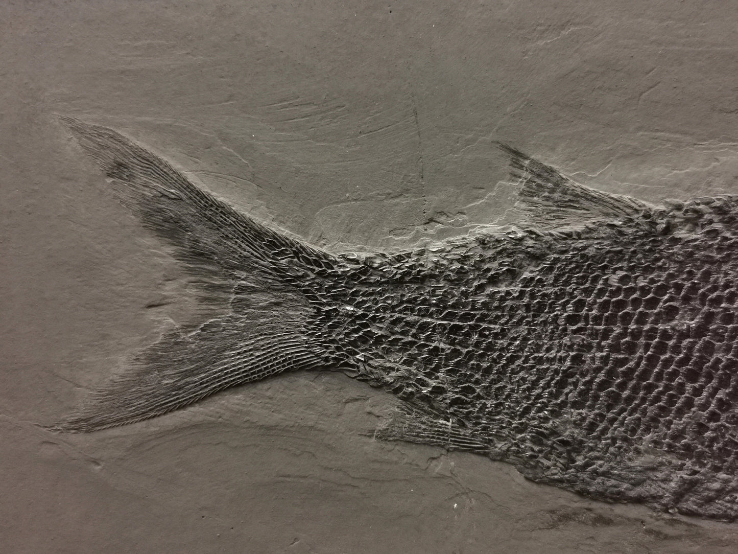 Prepped fish fossil