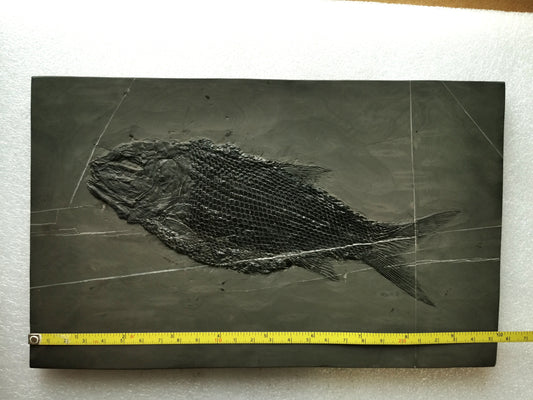 Prepped Fish Fossil