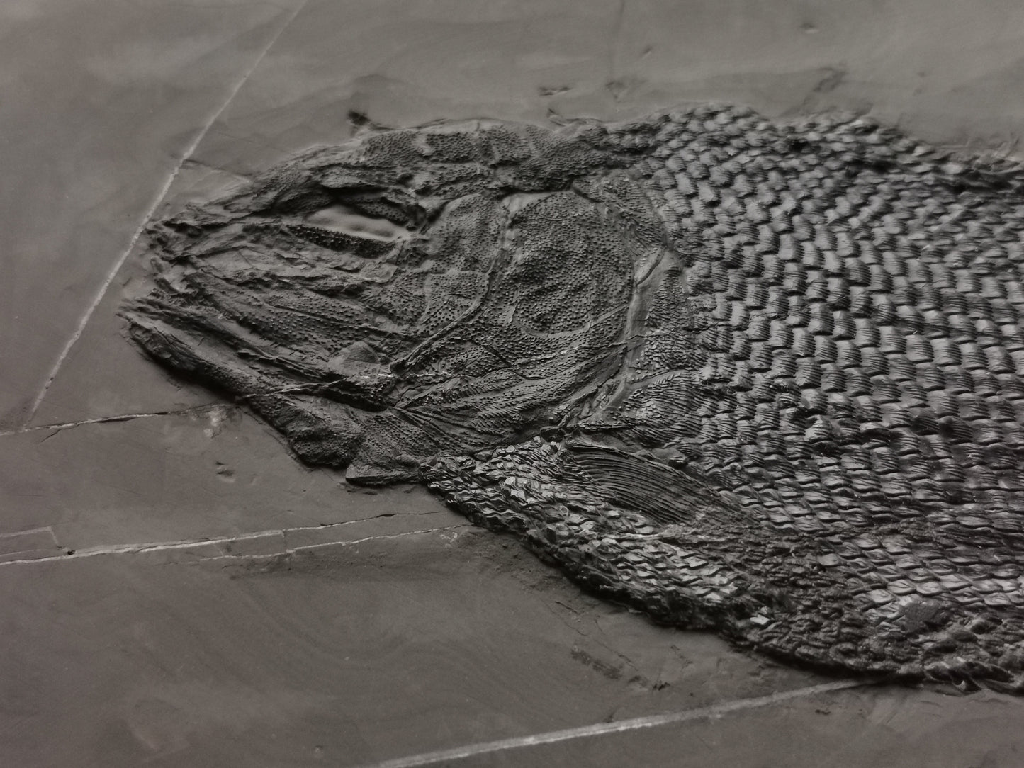 Prepped Fish Fossil