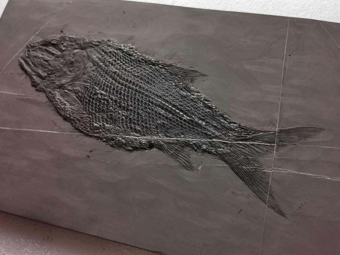 Prepped Fish Fossil