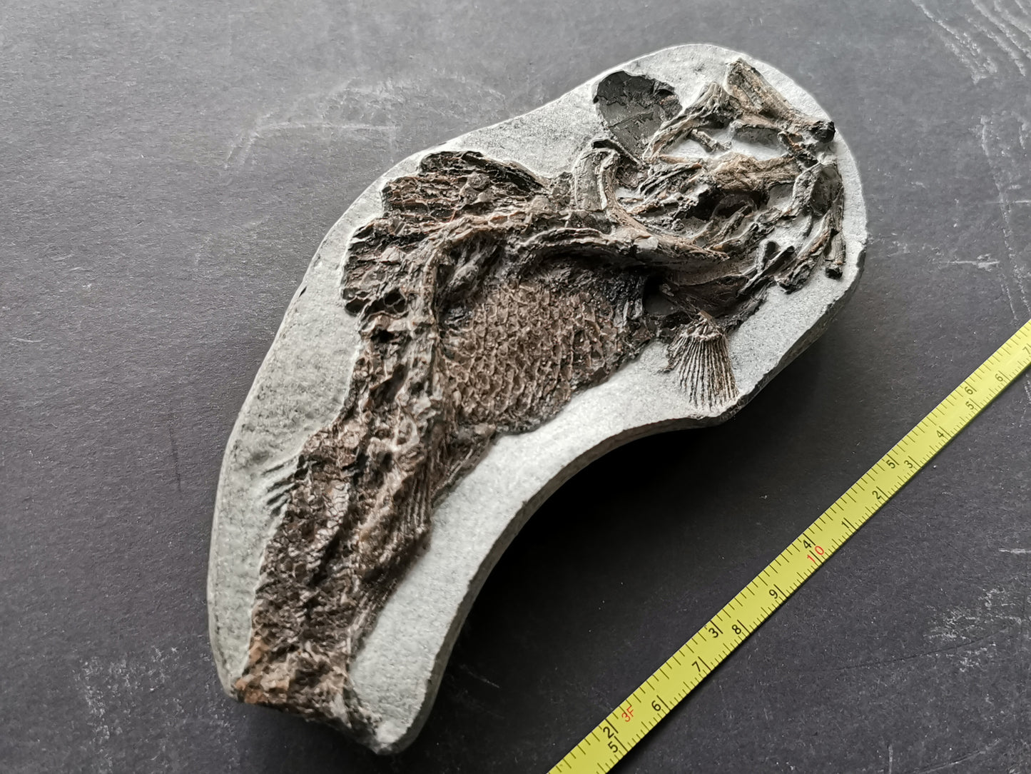 Prepped fossil fish