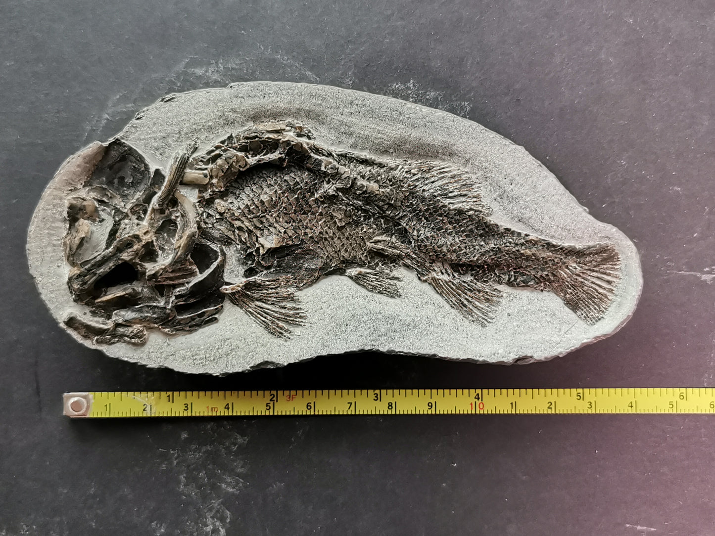 Prepped fish fossil in 3D