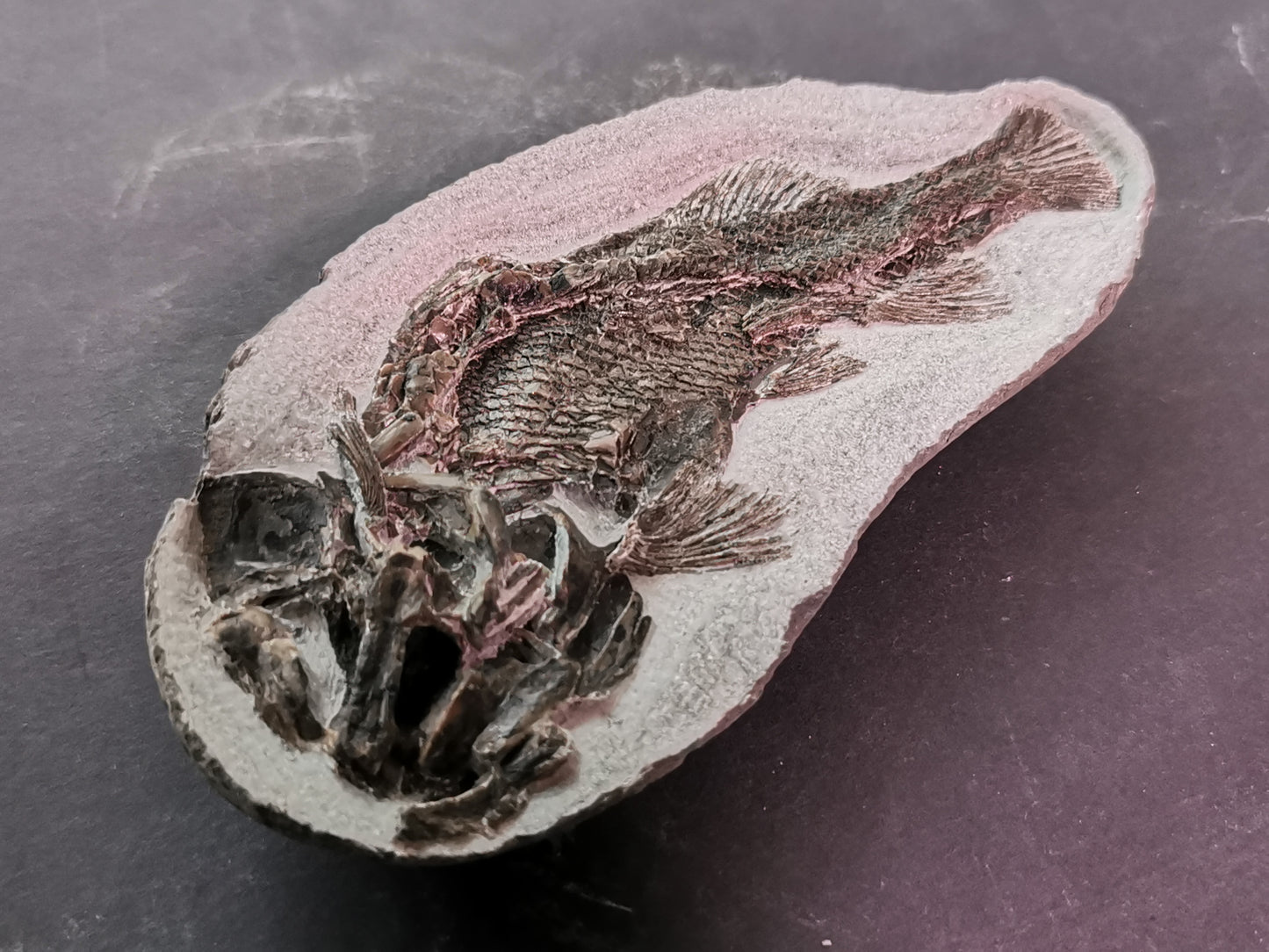 Prepped fish fossil in 3D