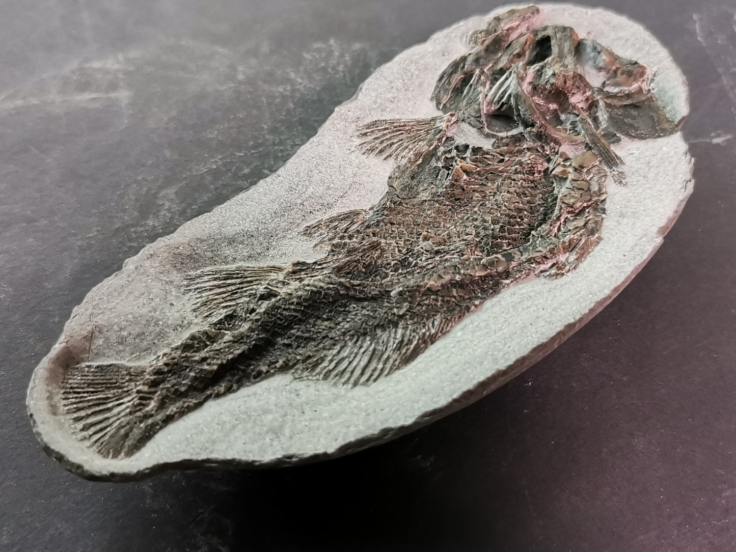 Prepped fish fossil in 3D