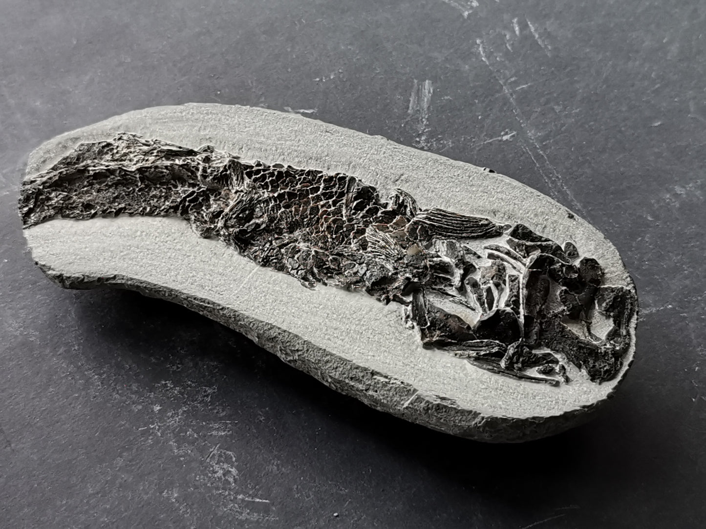 Prepped fish fossil in 3D