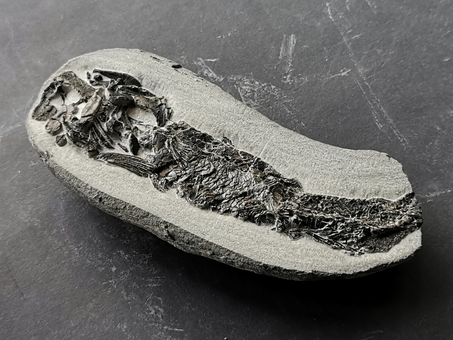 Prepped fish fossil in 3D