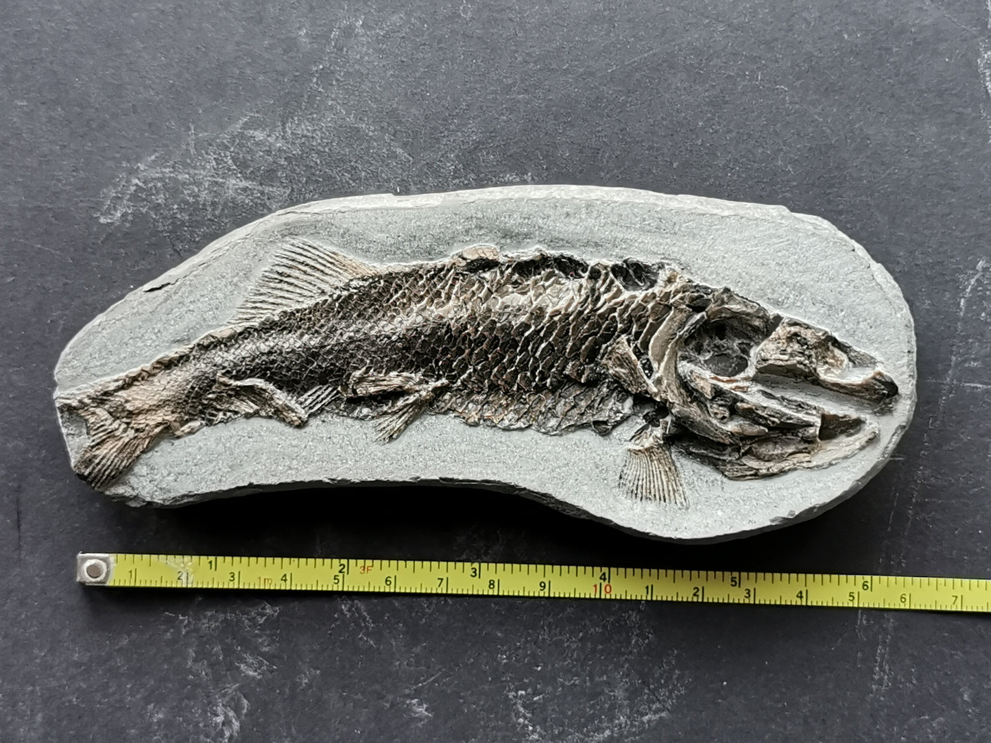 Prepped fish fossil in 3D