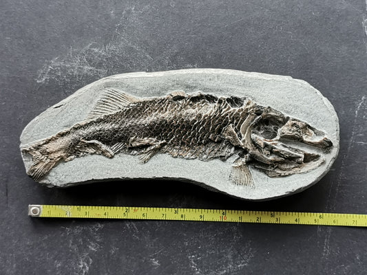 Prepped fish fossil in 3D