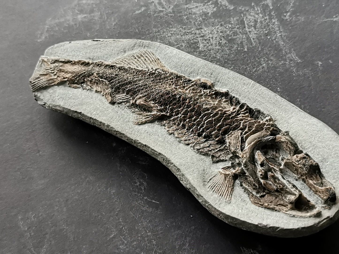 Prepped fish fossil in 3D