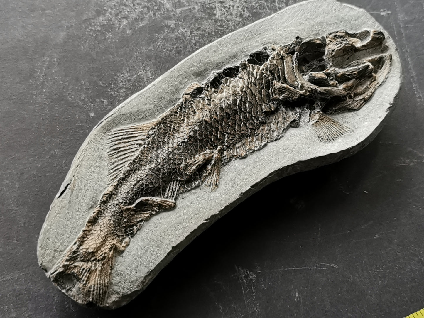 Prepped fish fossil in 3D