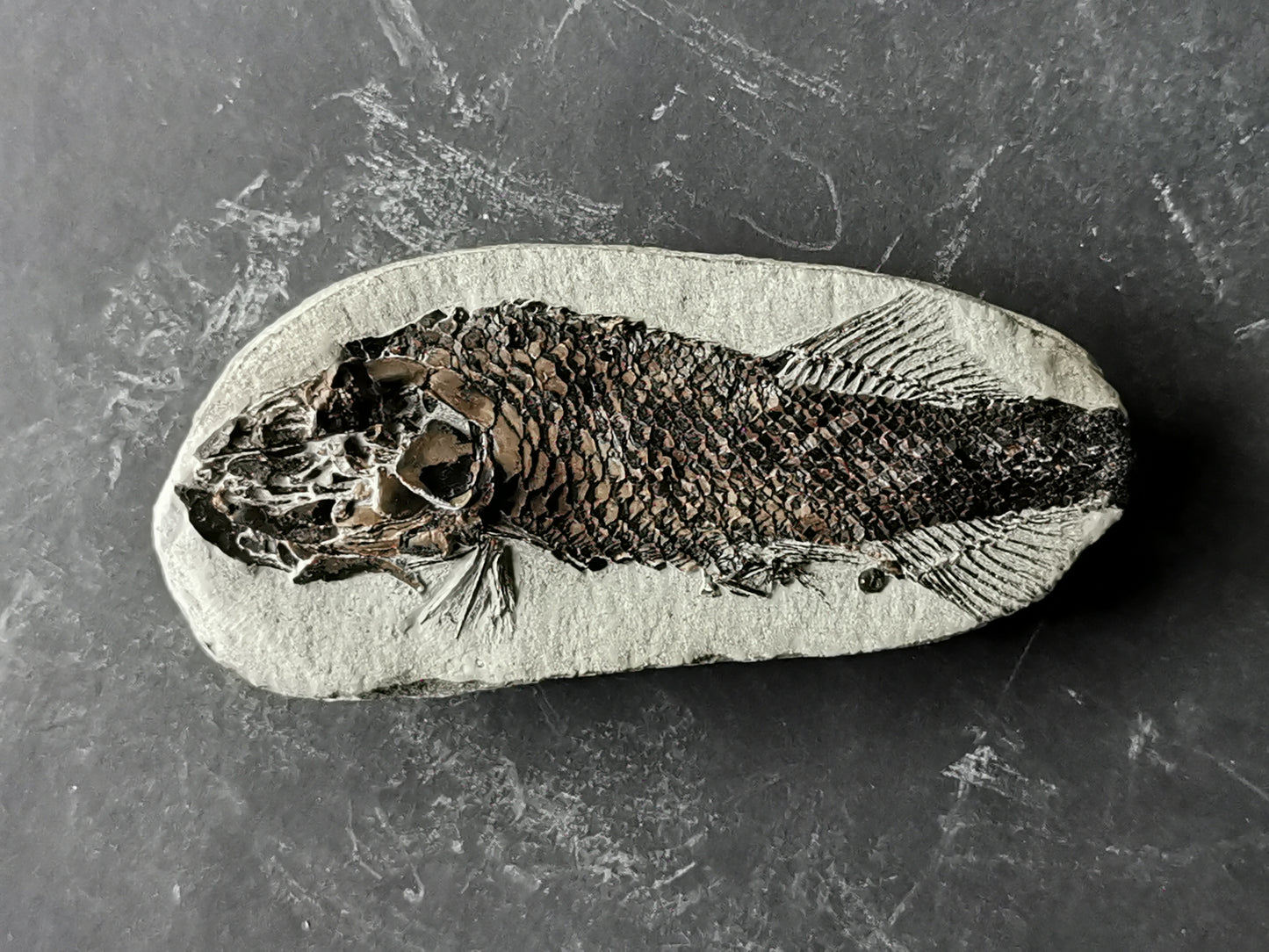 Prepped Fish Fossil in 3D