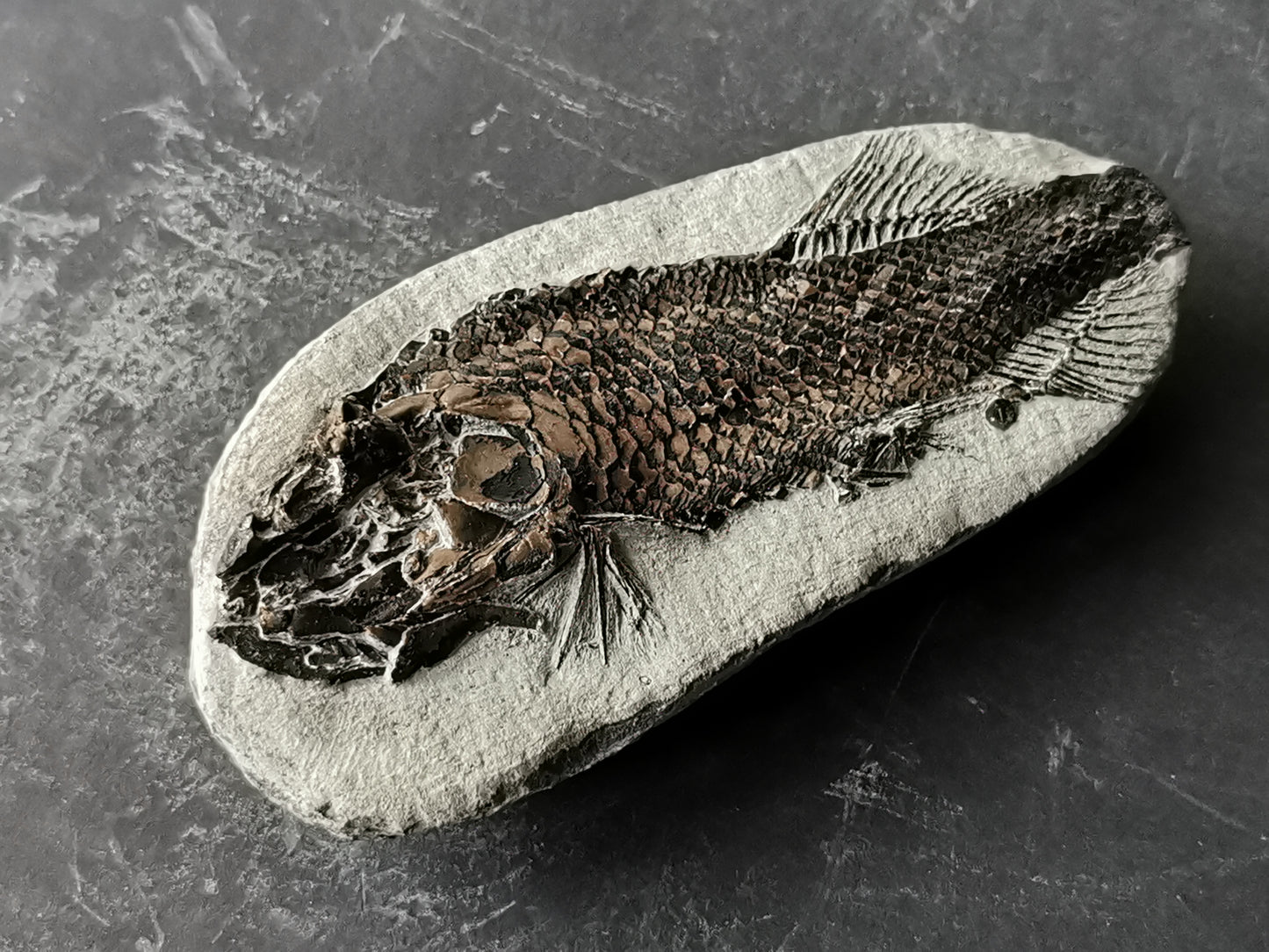 Prepped Fish Fossil in 3D