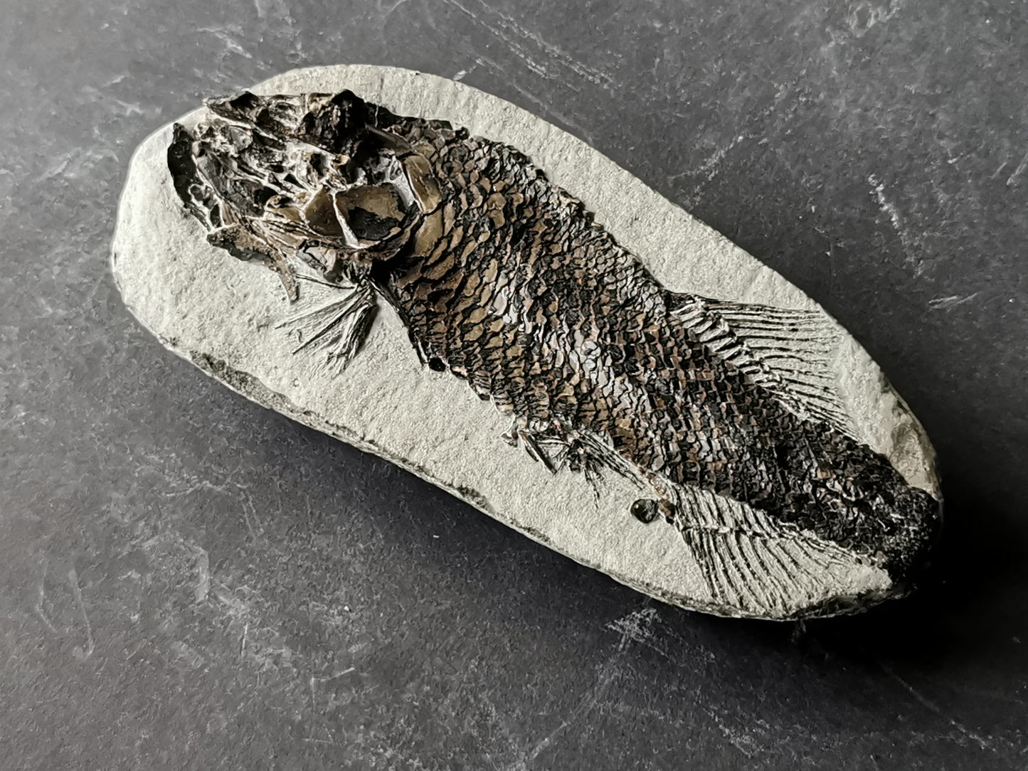 Prepped Fish Fossil in 3D