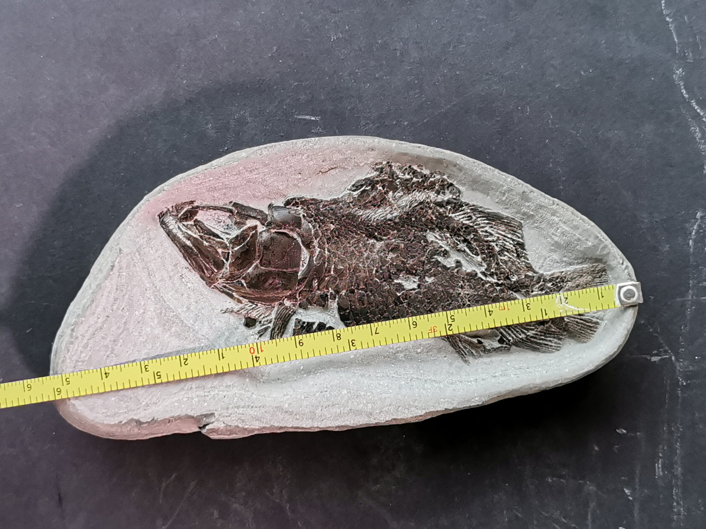 Prepped Fish Fossil in 3D