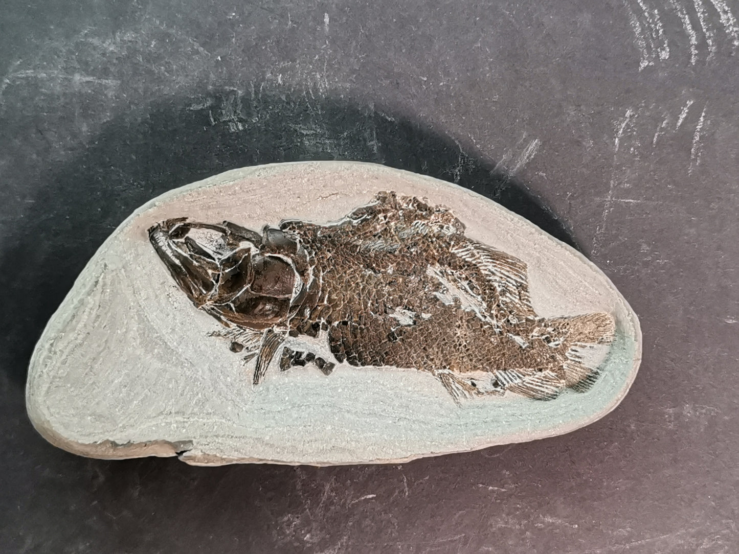 Prepped Fish Fossil in 3D