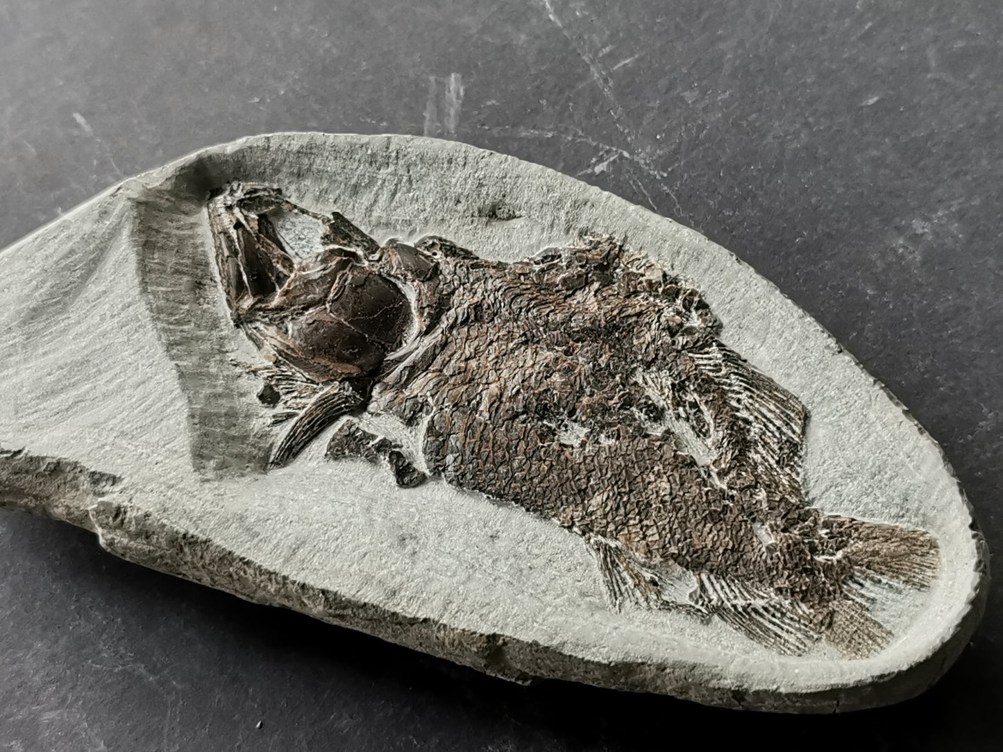 Prepped Fish Fossil in 3D