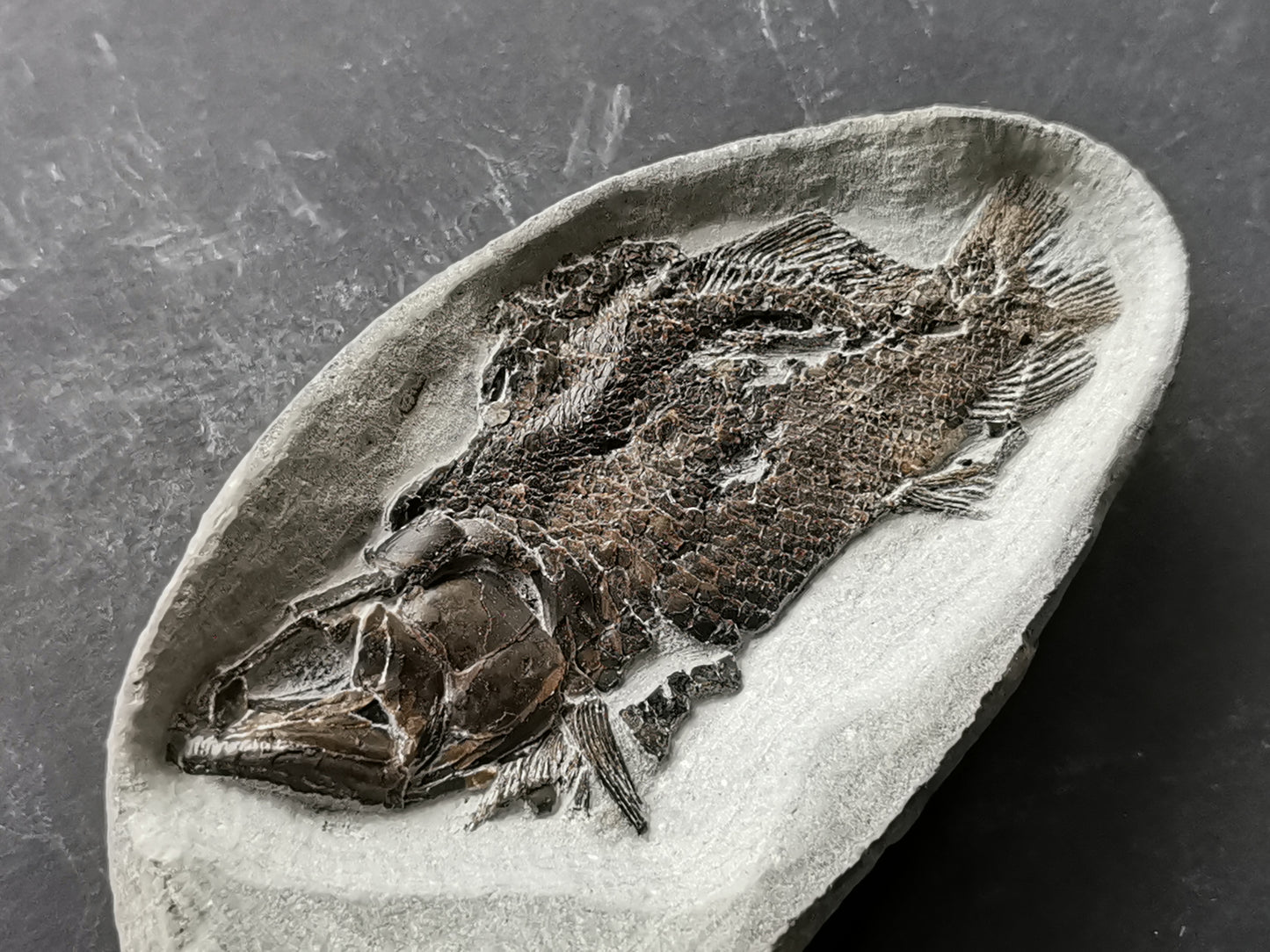 Prepped Fish Fossil in 3D