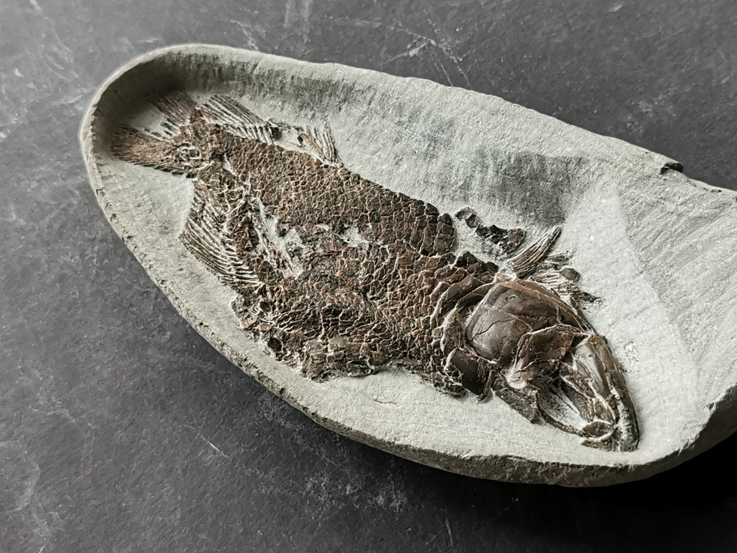 Prepped Fish Fossil in 3D