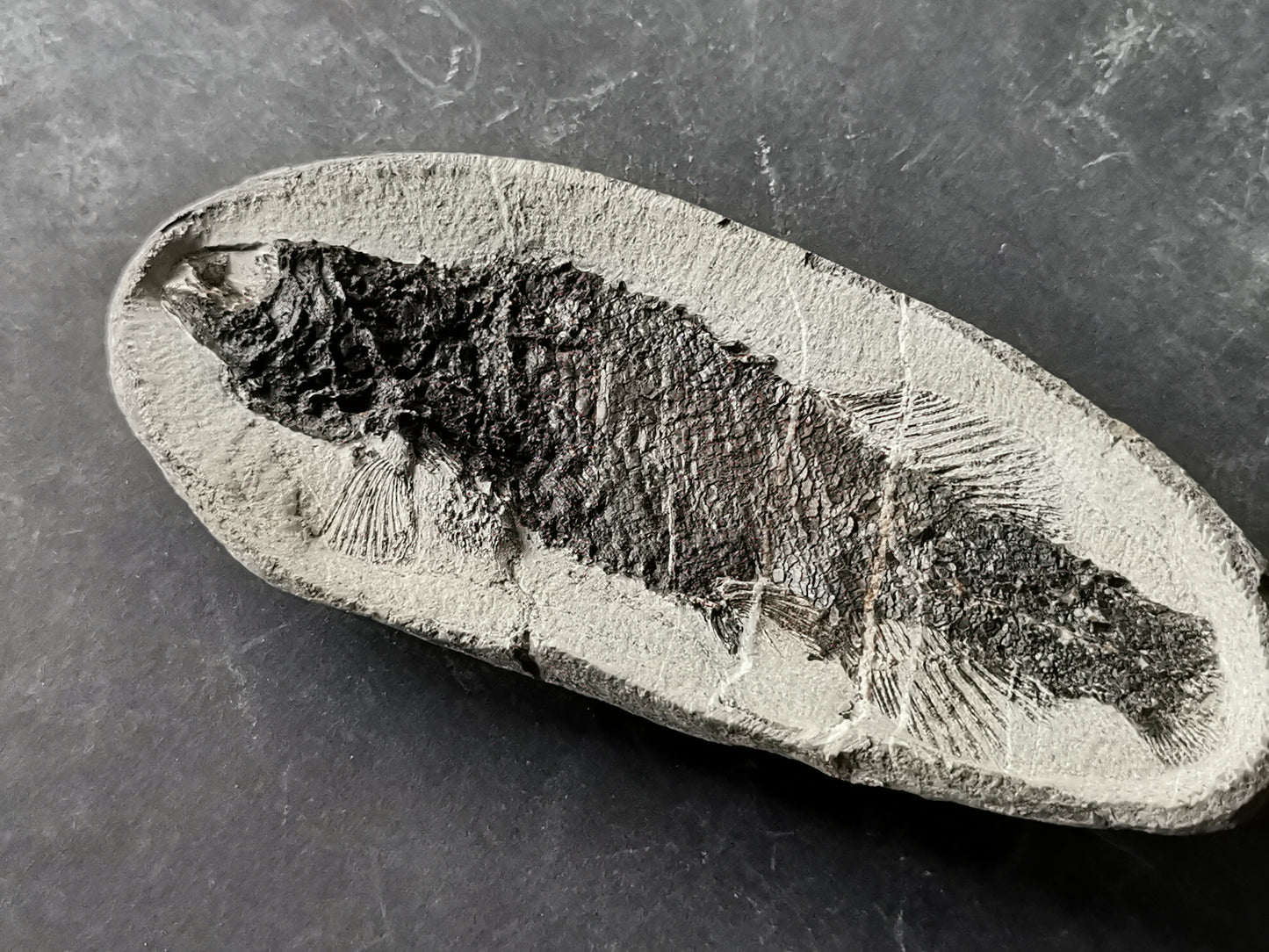 Prepped Fish Fossil in 3D