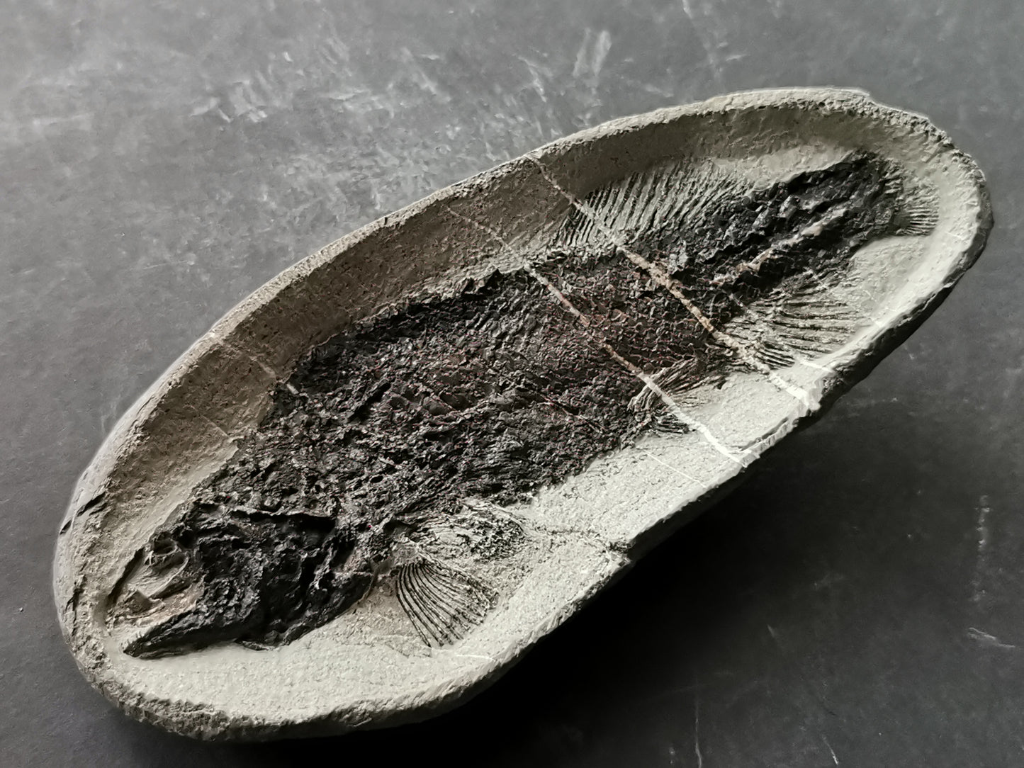 Prepped Fish Fossil in 3D