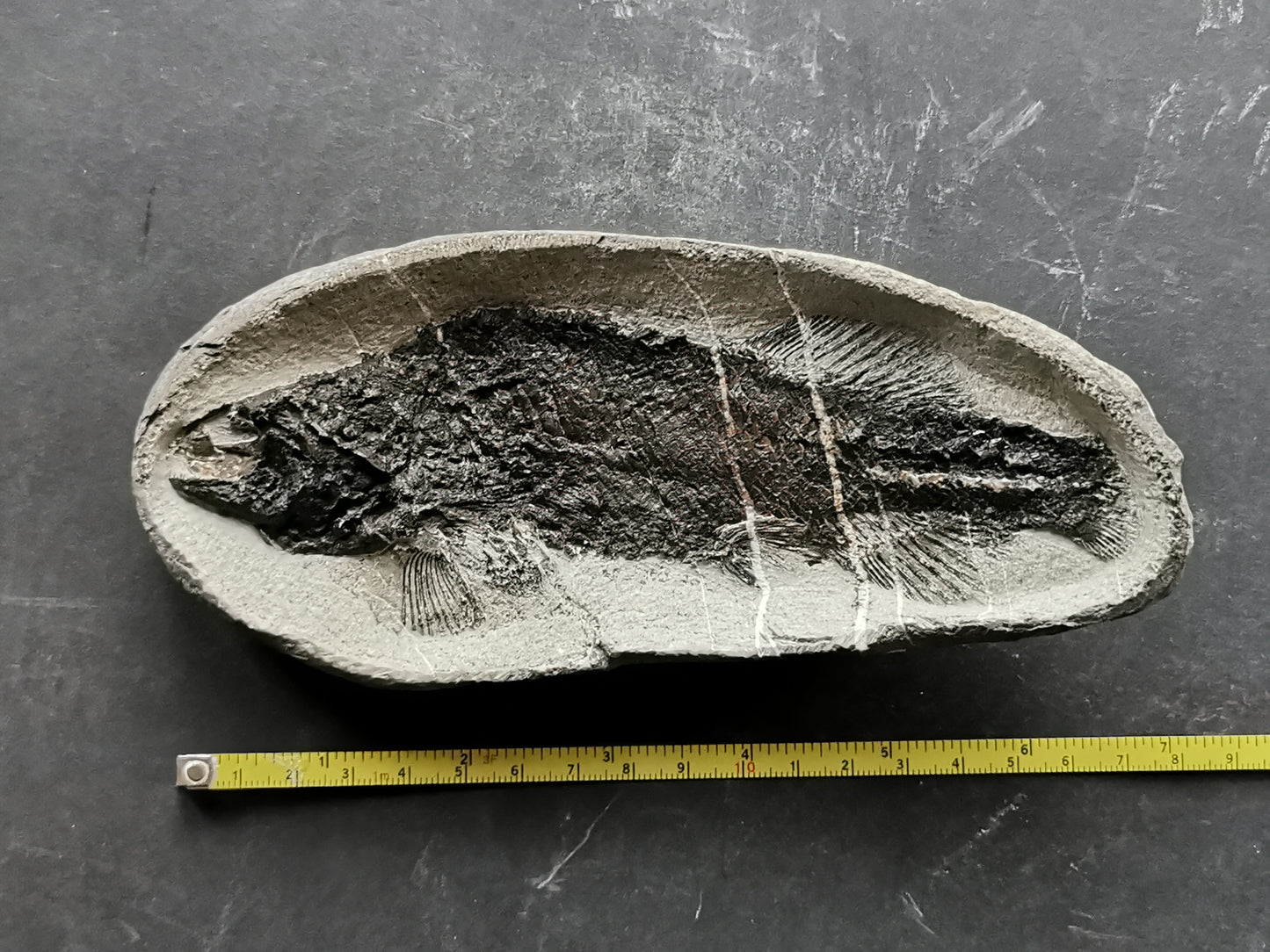 Prepped Fish Fossil in 3D