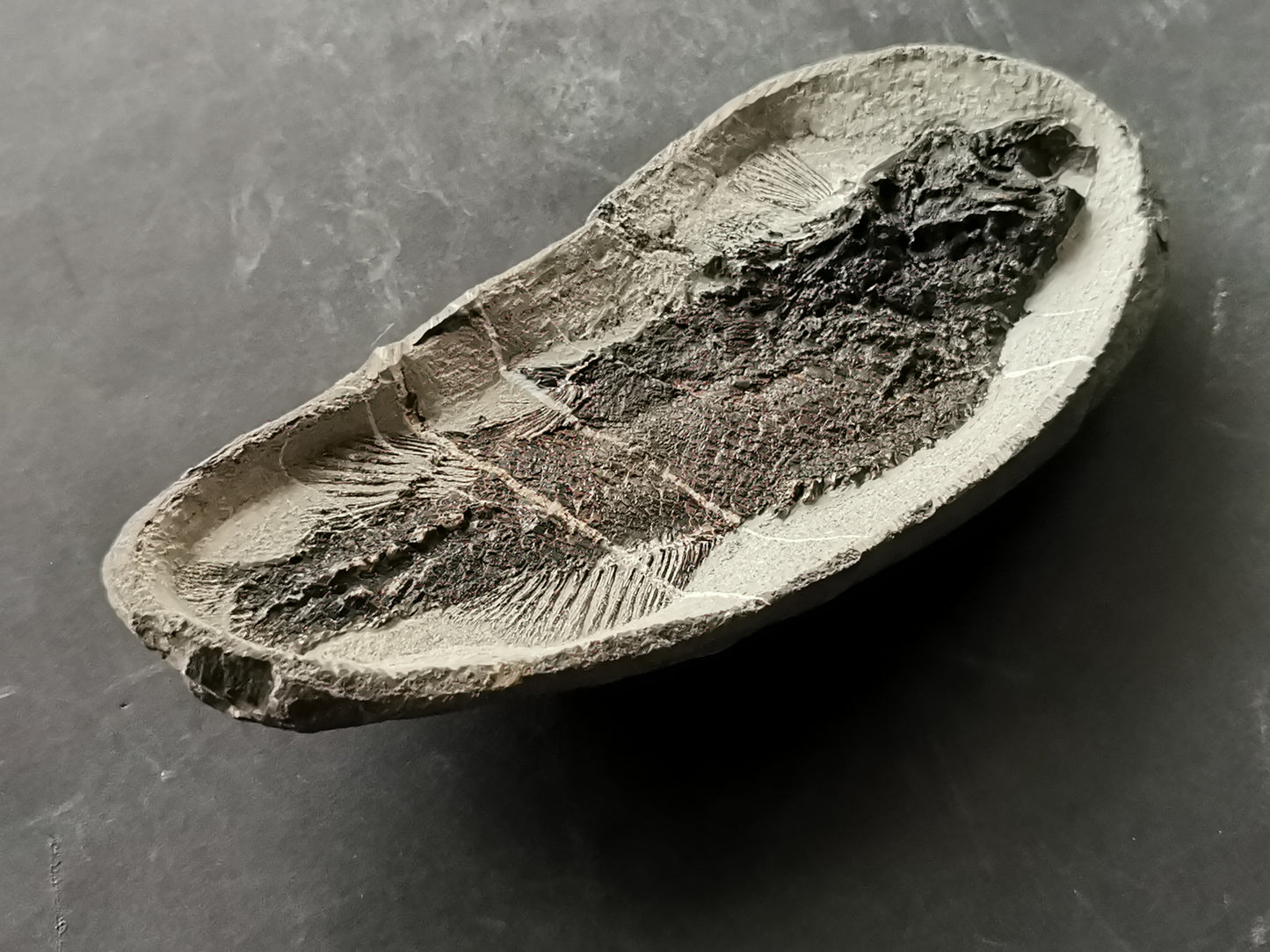 Prepped Fish Fossil in 3D