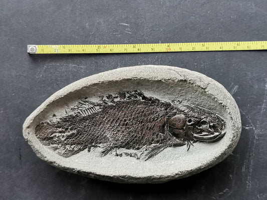 Prepped Fish Fossil in 3D