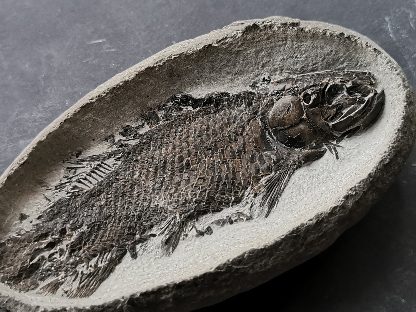 Prepped Fish Fossil in 3D