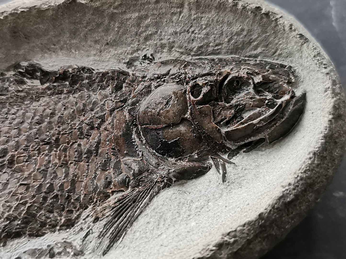 Prepped Fish Fossil in 3D