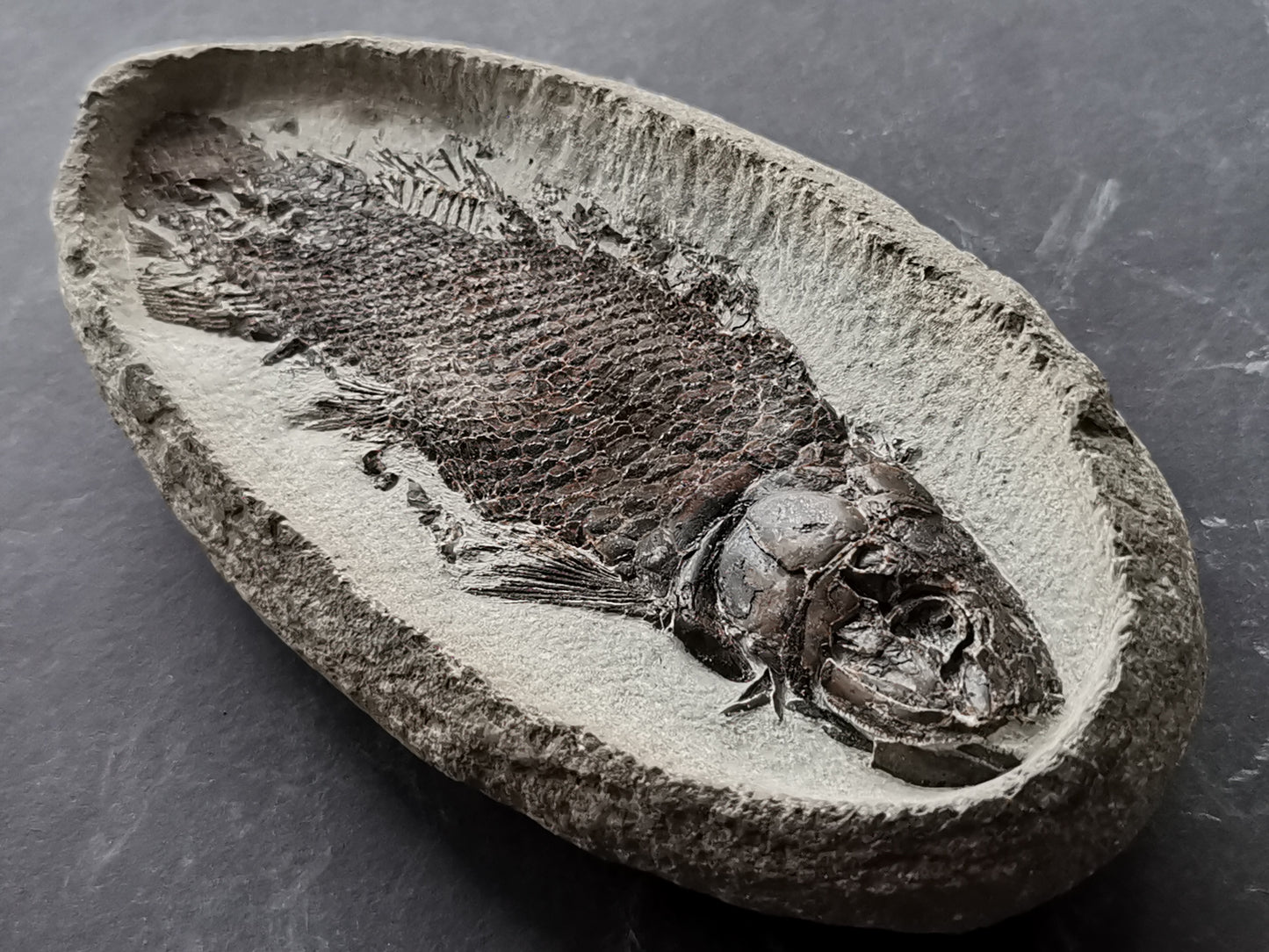 Prepped Fish Fossil in 3D