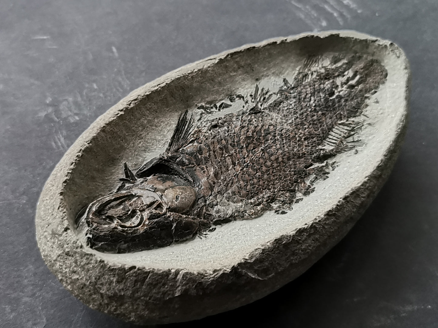 Prepped Fish Fossil in 3D